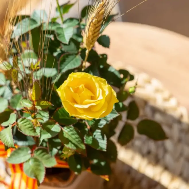Compra Planta Mini Roser a Barcelona | Roses Sant Jordi
