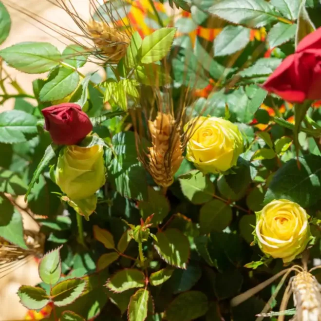 Compra Planta Mini Roser a Barcelona | Roses Sant Jordi