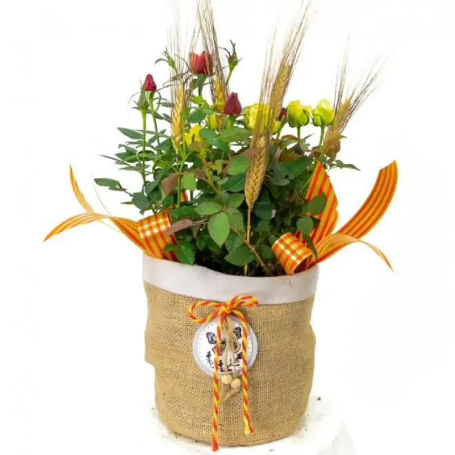 Comprar Planta Mini Rosal en Barcelona | Rosas Sant Jordi