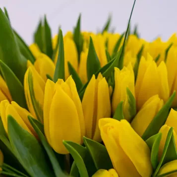 Comprar Ramo de 101 Tulipanes en Base de Cristal en Barcelona | Flores