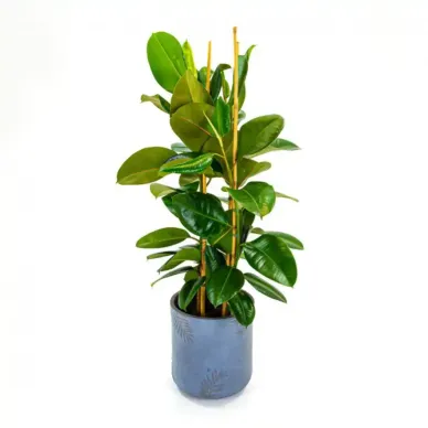 Comprar Ficus Robusta en Barcelona | Plantas