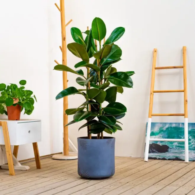 Compra Ficus Robusta a Barcelona | Plantes