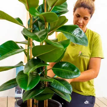 Comprar Ficus Robusta en Barcelona | Plantas
