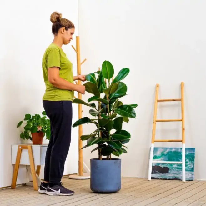 Compra Ficus Robusta a Barcelona | Plantes
