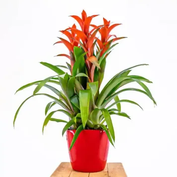 Comprar guzmania en Barcelona | Flores Navarro