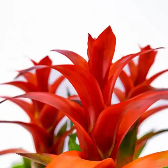 Enviar Guzmania hoy  a Barcelona |Flores Navarro