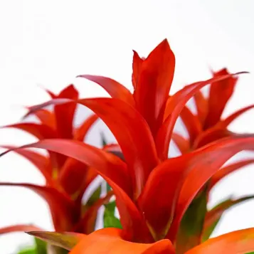 Enviar Guzmania hoy  a Barcelona |Flores Navarro