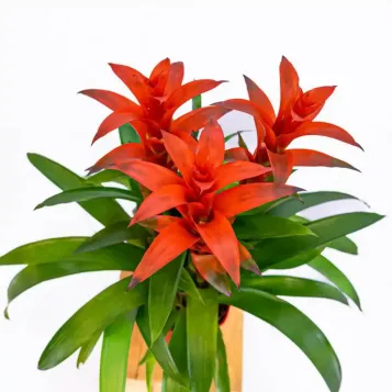 Comprar guzmania en Barcelona | Flores Navarro