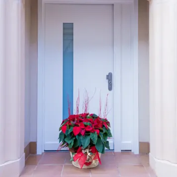 Compra Composició Poinsetties a Barcelona | Flors Pascua Poinsetties