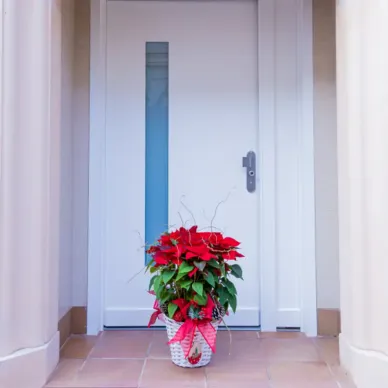 Compra Composició Poinsetties a Barcelona | Flors Pascua Poinsetties 2