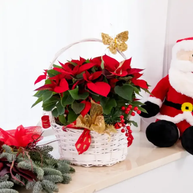 Composición poinsettias en base mimbre
