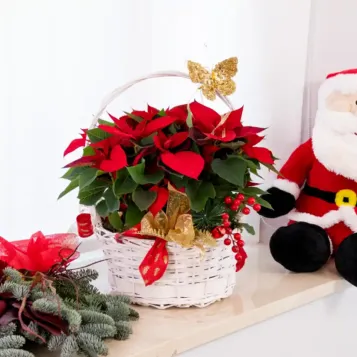 Composició poinsetties en base mimbre