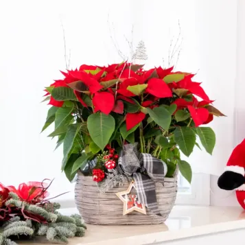 Composició poinsetties en base mimbre