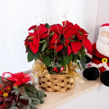 Composició poinsetties en base mimbre