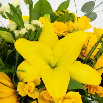 Compra Minigerro Silvestre Tons Grocs a Barcelona | Flors