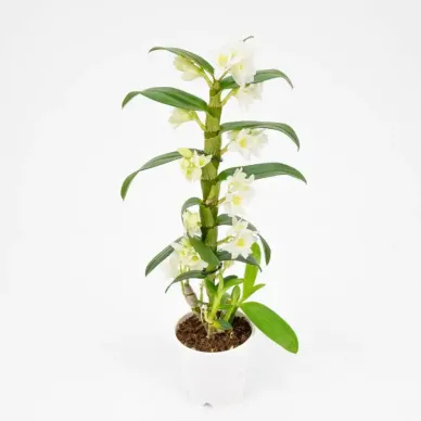 Comprar Dendrobium en  Barcelona | Envío a domicilio