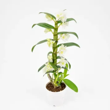 Comprar Dendrobium en  Barcelona | Envío a domicilio