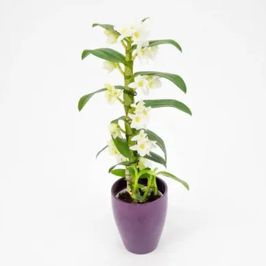 Comprar Dendrobium en  Barcelona | Envío a domicilio 2