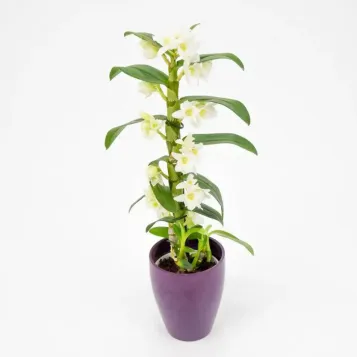 Comprar Dendrobium en  Barcelona | Envío a domicilio