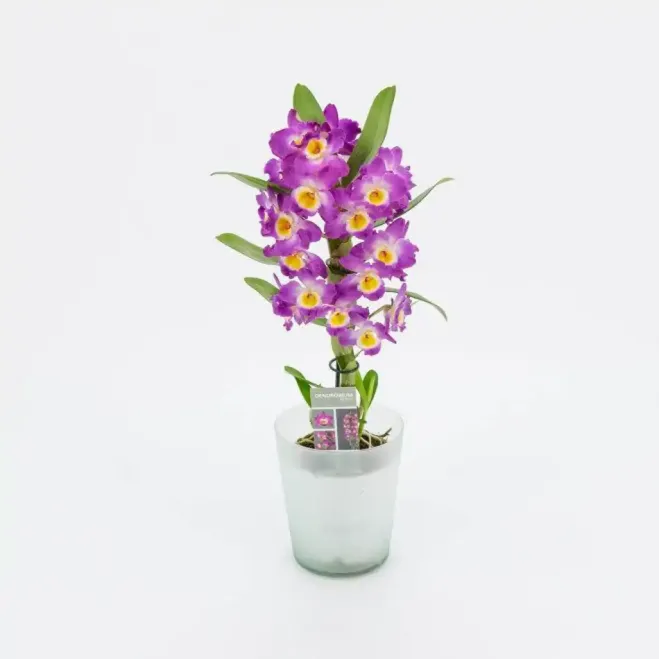 Comprar Dendrobium a Barcelona | Enviament a domicili