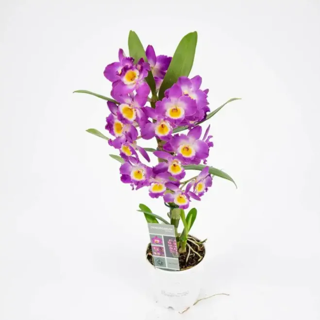 Comprar Dendrobium a Barcelona | Enviament a domicili