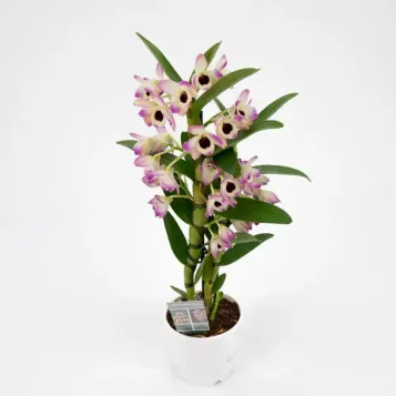 Comprar Dendrobium en  Barcelona | Envío a domicilio