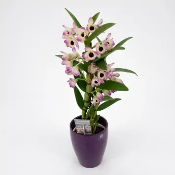 Comprar Dendrobium en  Barcelona | Envío a domicilio