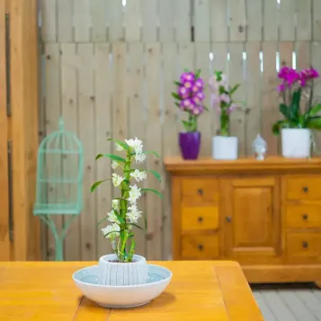 Comprar Dendrobium en  Barcelona | Envío a domicilio