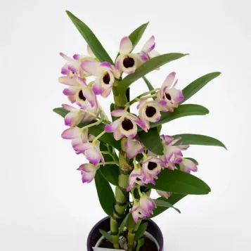 Comprar Dendrobium en  Barcelona | Envío a domicilio