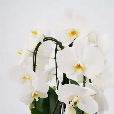 Comprar Cascada de phalaenopsis en  Barcelona | Envío a domicilio 2