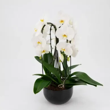Comprar Cascada de phalaenopsis en  Barcelona | Envío a domicilio
