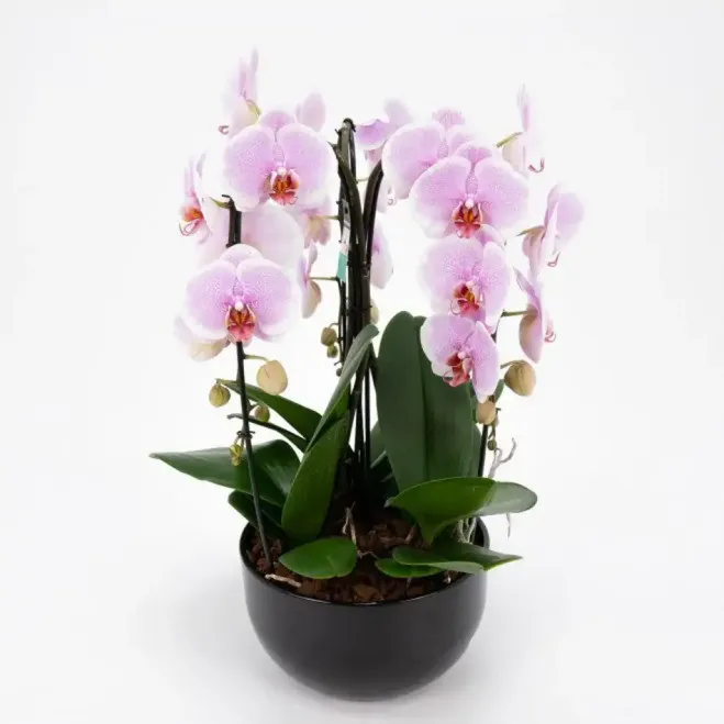 Comprar Cascada de phalaenopsis en  Barcelona | Envío a domicilio