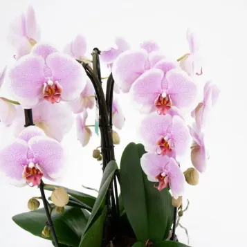 Comprar Cascada de phalaenopsis en  Barcelona | Envío a domicilio