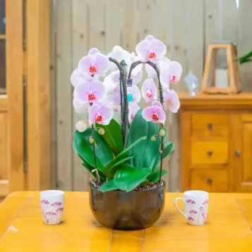 Comprar Cascada de phalaenopsis en  Barcelona | Envío a domicilio