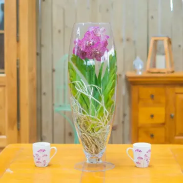 Comprar Wanda en jarrón en  Barcelona | Envío a domicilio