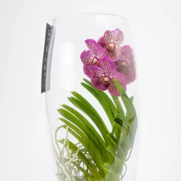 Comprar Wanda en gerro a Barcelona | Enviament a domicili