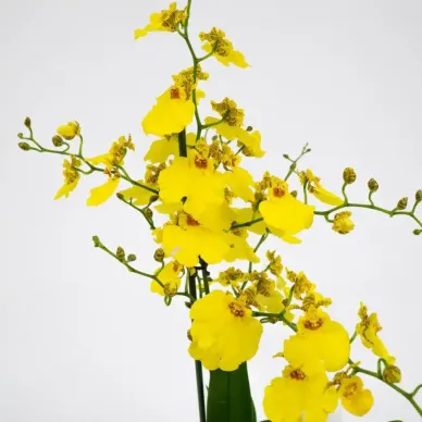 Comprar Oncydium en Barcelona | Envío a domicilio 2