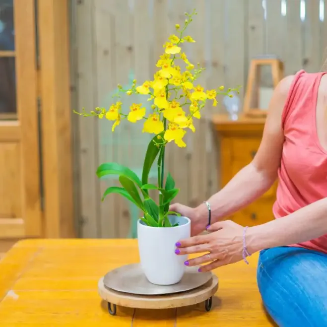 Comprar Oncydium en Barcelona | Envío a domicilio