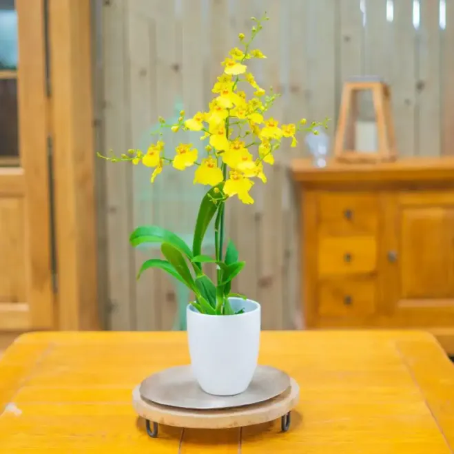 Comprar Oncydium en Barcelona | Envío a domicilio