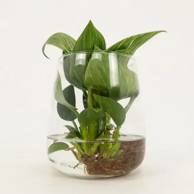 Comprar Philodendro acuático en Barcelona | Flores Navarro