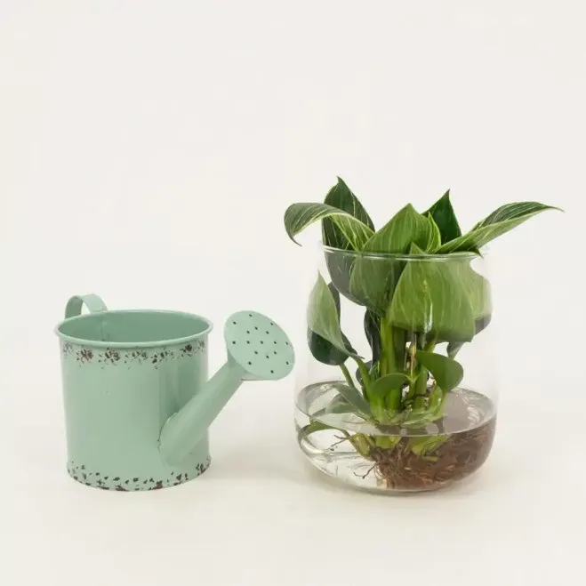 Comprar Philodendro acuático en Barcelona | Flores Navarro