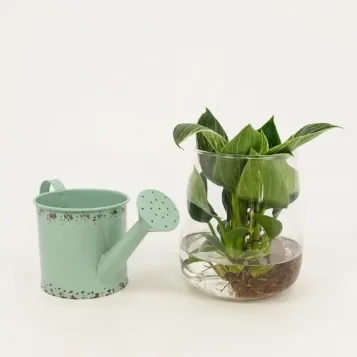 Comprar Philodendro aquàtic a Barcelona | Flors Navarro