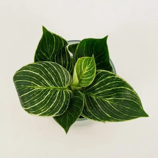 Comprar Philodendro aquàtic a Barcelona | Flors Navarro