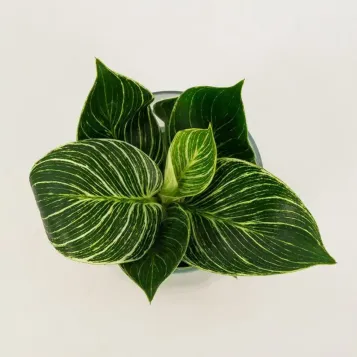 Comprar Philodendro aquàtic a Barcelona | Flors Navarro