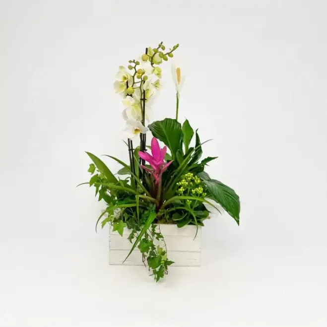 Comprar Grupo de Plantas Turanika en Barcelona | Plantas