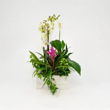 Comprar Grupo de Plantas Turanika en Barcelona | Plantas