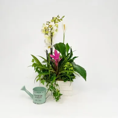 Grup de plantes Turanika | Enviament urgent 2