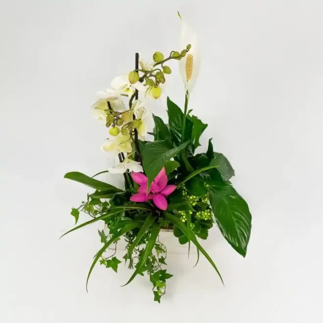 Grup de plantes Turanika | Enviament urgent