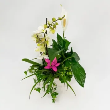 Comprar Grupo de Plantas Turanika en Barcelona | Plantas