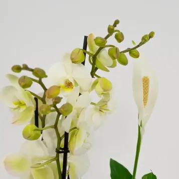 Comprar Grupo de Plantas Turanika en Barcelona | Plantas